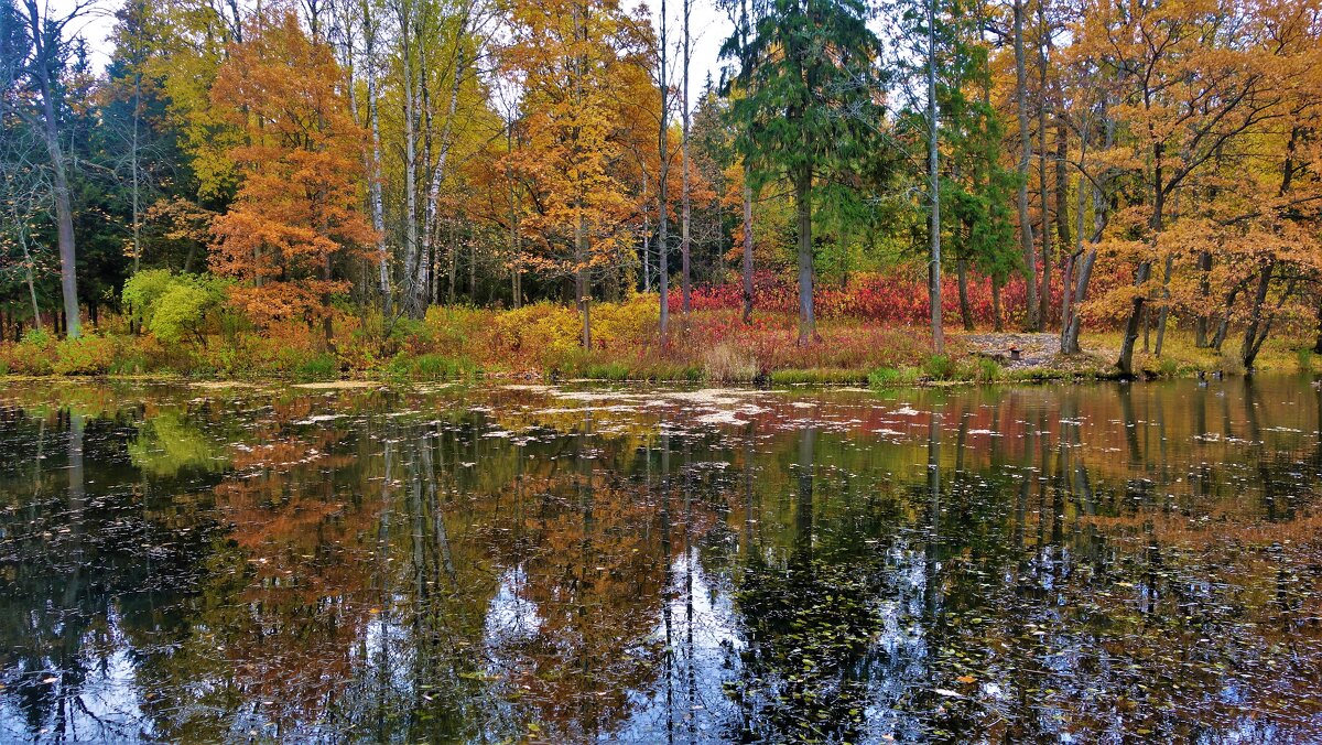 Осень на Нижнем Ламском пруду... - Sergey Gordoff