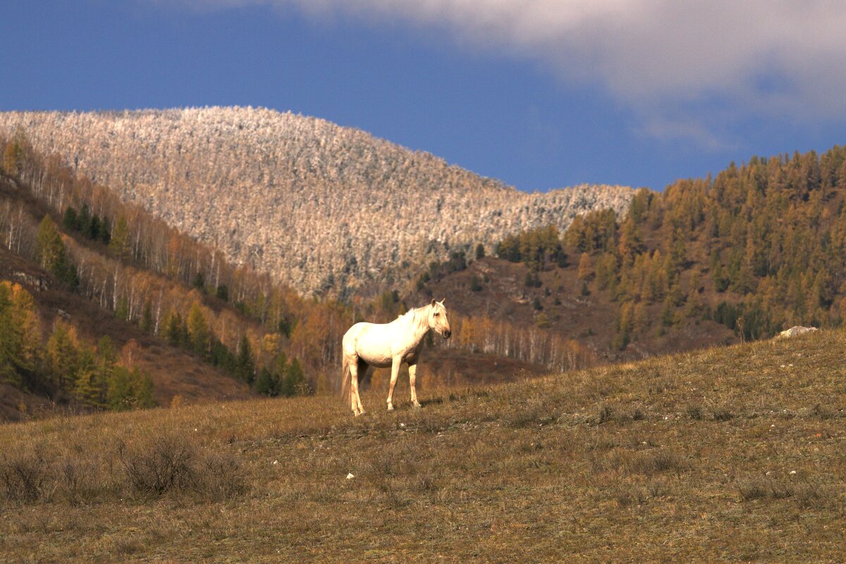 Конь - Salamon2005 