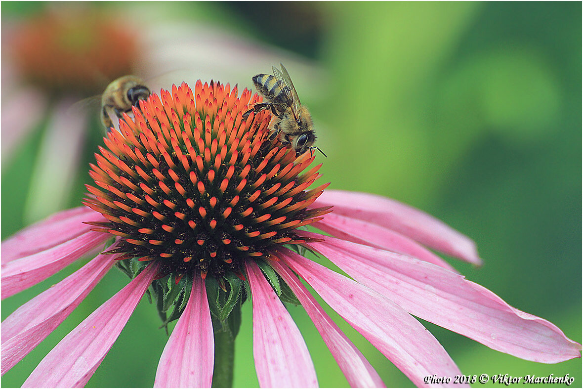 Пчела на цветке - Виктор Марченко