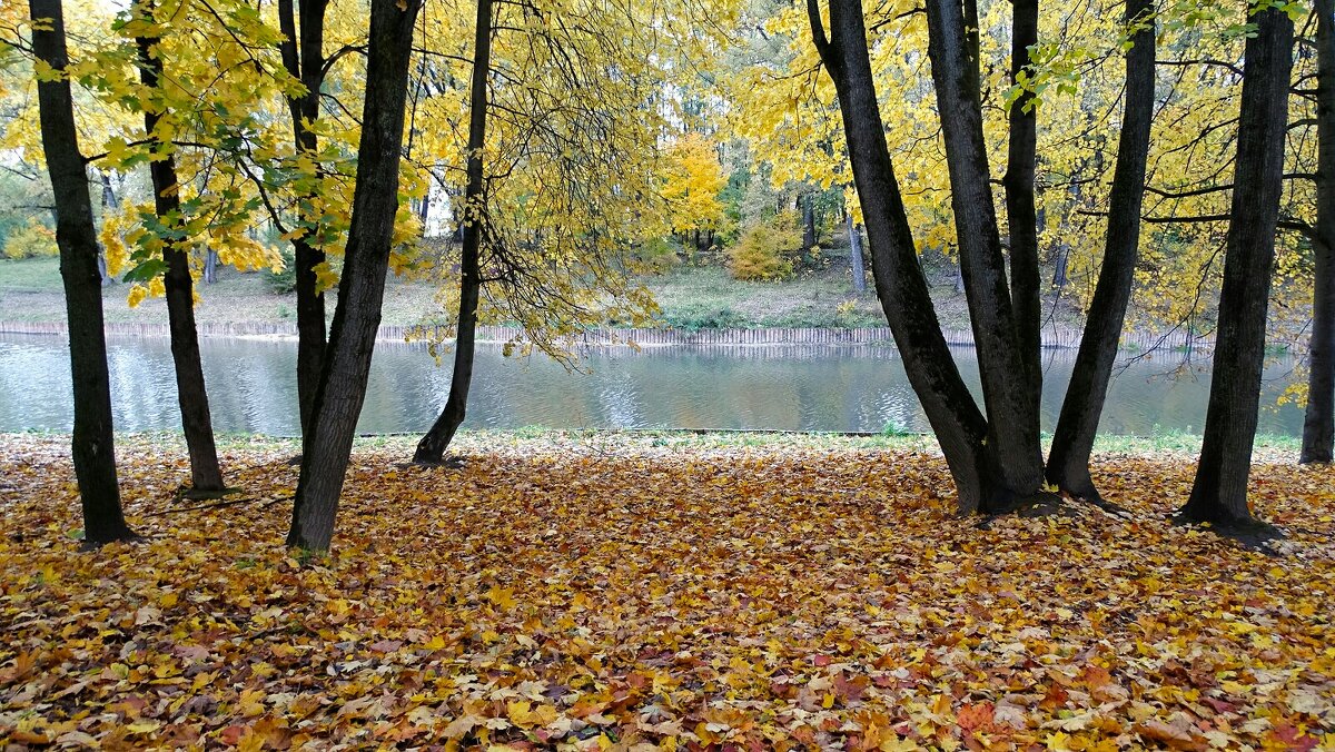 Осень в городском парке - Милешкин Владимир Алексеевич 