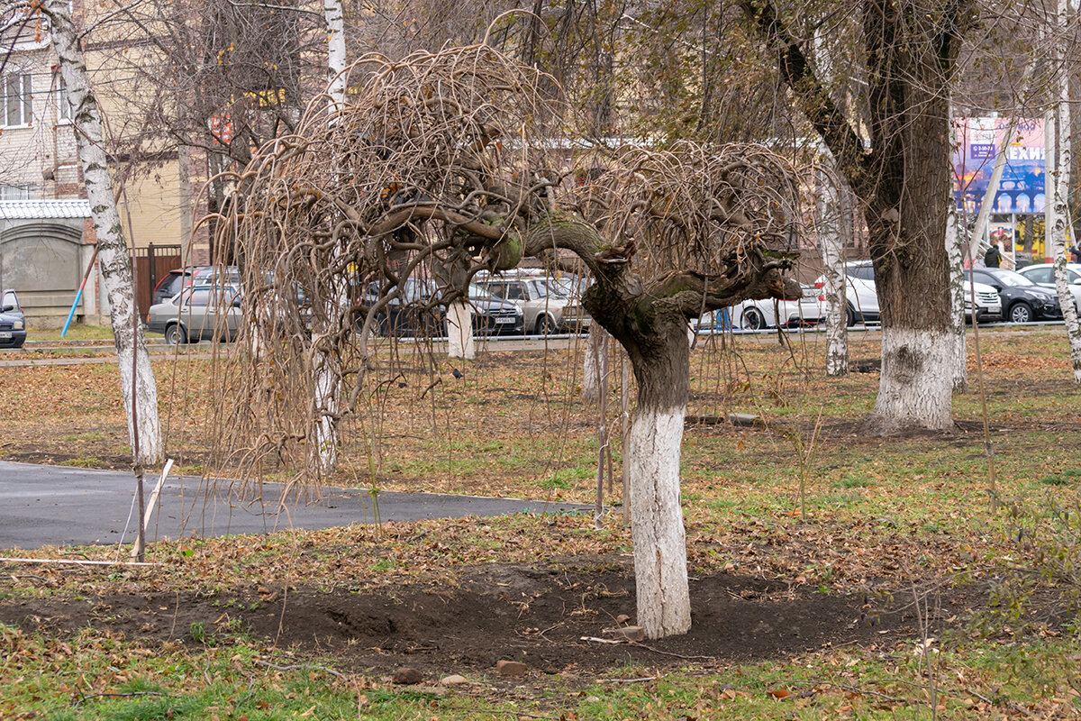 Декоративное дерево - Игорь Сикорский