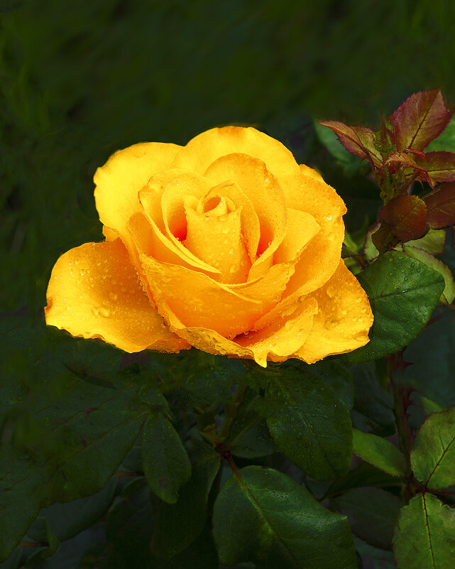 Жёлтая роза - Евгений 