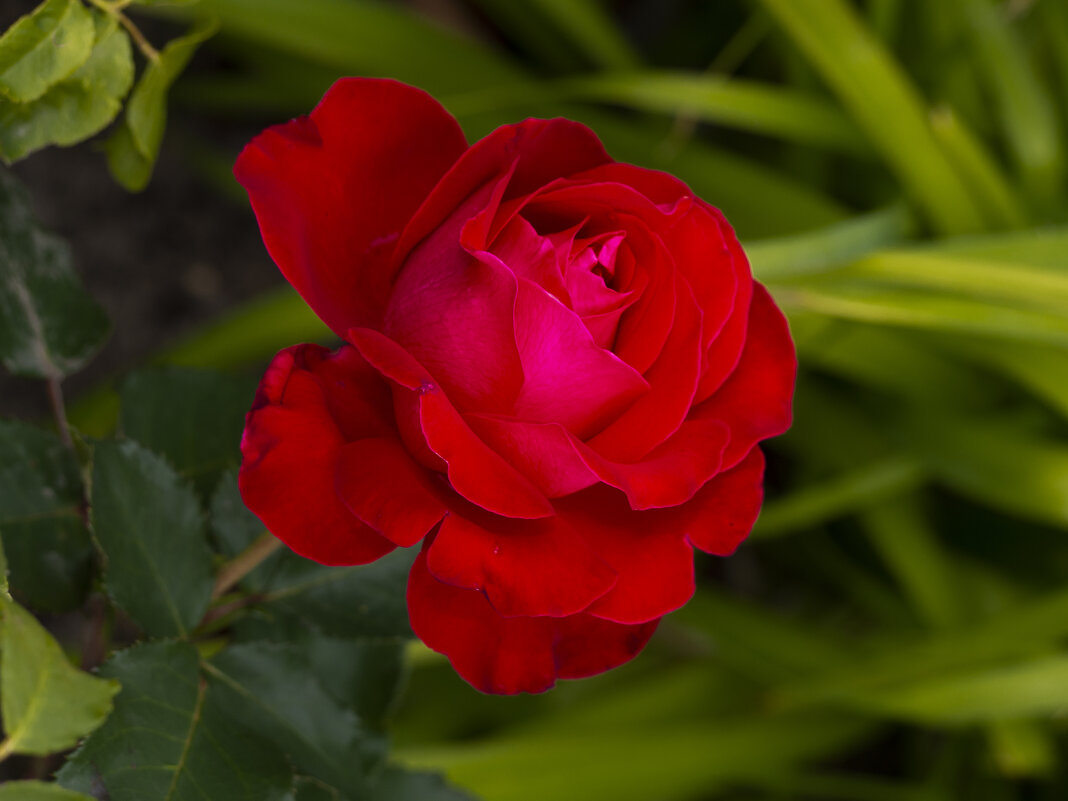 Красная роза - Евгений 