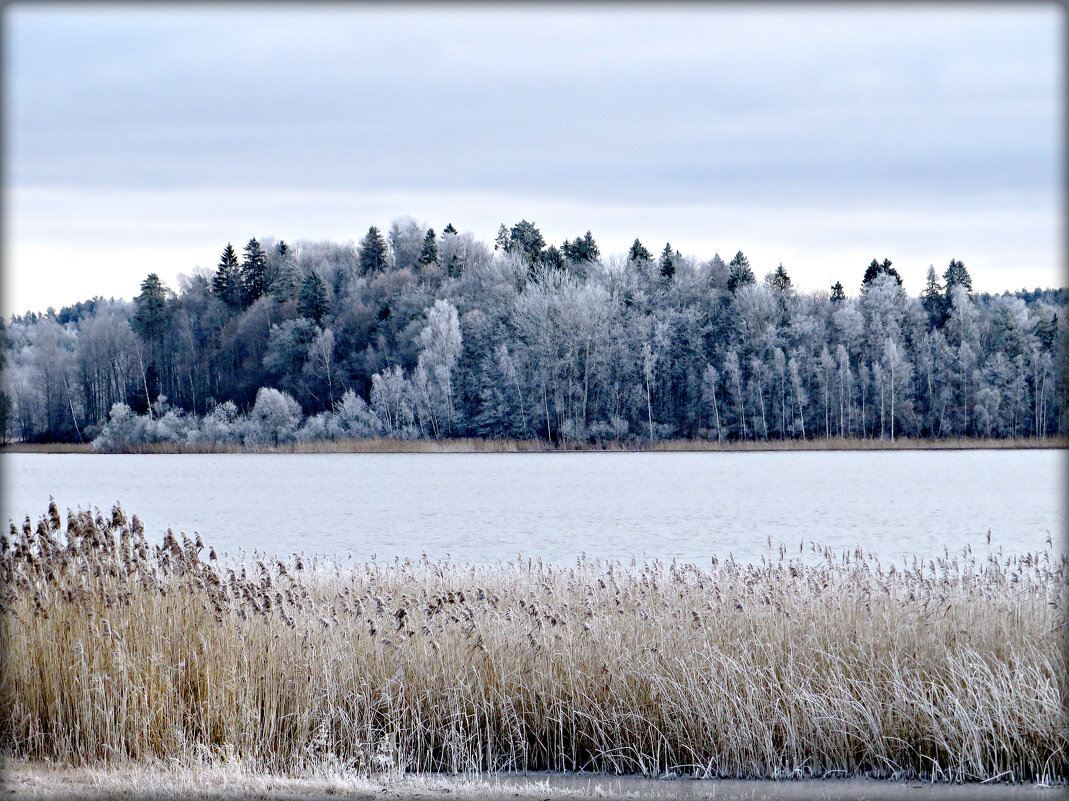 Мороз на озере  разрисовал деревья за одну ночь. - Ольга Митрофанова