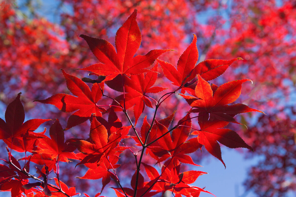 Красная осень - slavado 