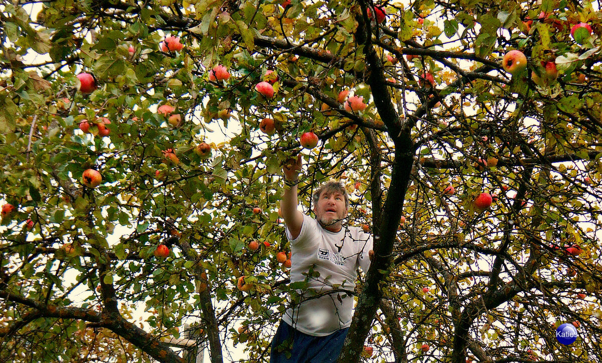 54 яблока - Екатерина Забелина