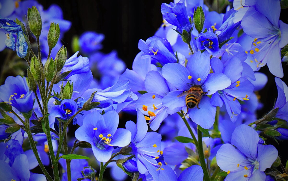 Голубые цветы. - Galina Serebrennikova