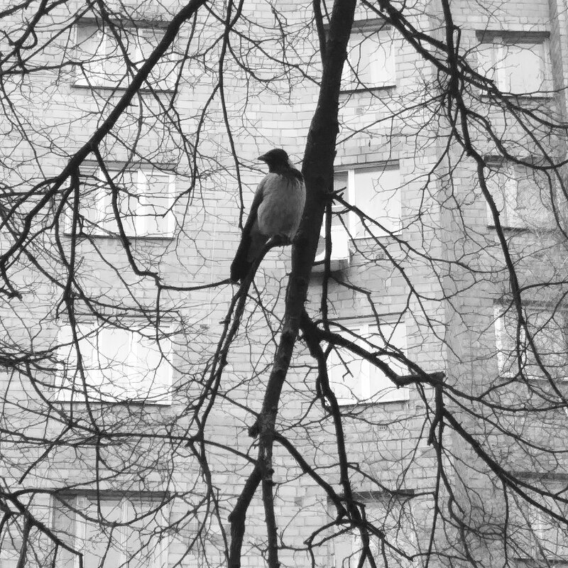 Птицы - телефонофото - Евгений 