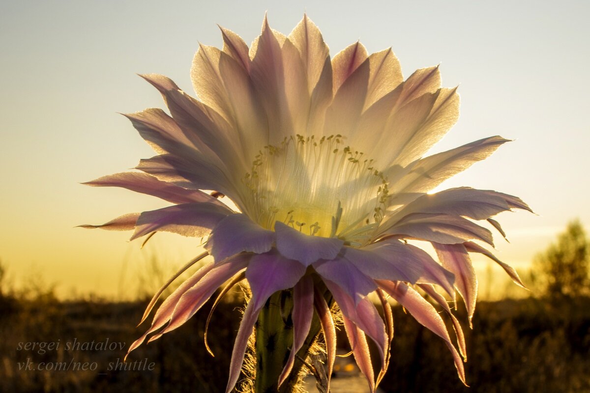 Цветок кактуса - Сергей Шаталов