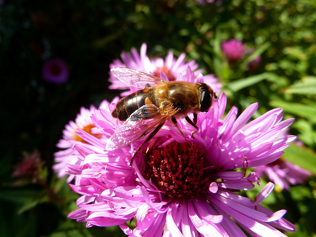 Осенняя радость пчеловидки!... - Лидия Бараблина