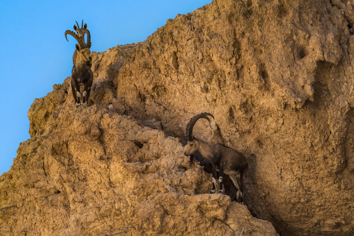 Нубийский горный козел - svabboy photo