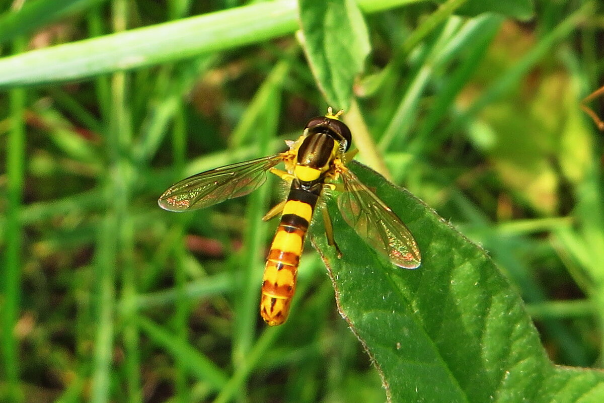 Журчалка Sphaerophoria scripta (male). Шароноска украшенная. - vodonos241 