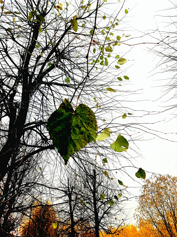Осенние листья - Светлана Дунаева