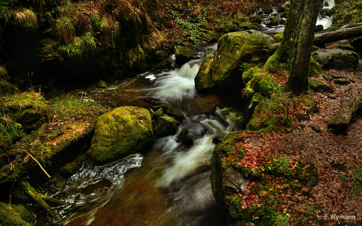 Schwarzwald, Deutschland - Elena Wymann