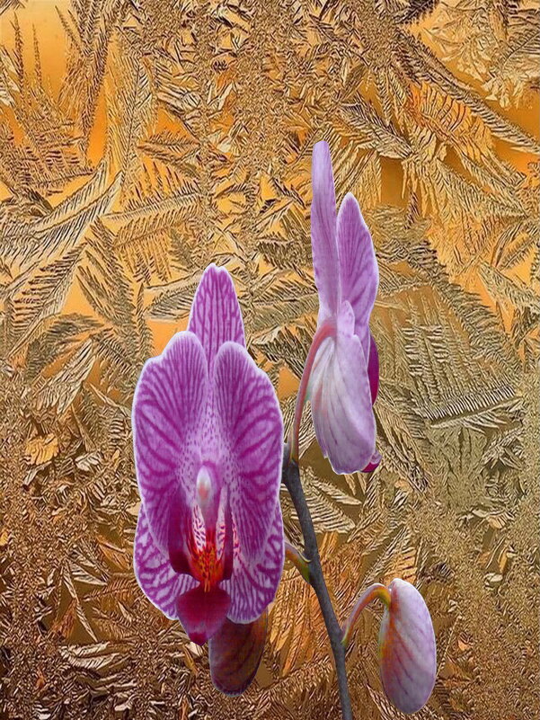 Орхидея за окном - irina Schwarzer 