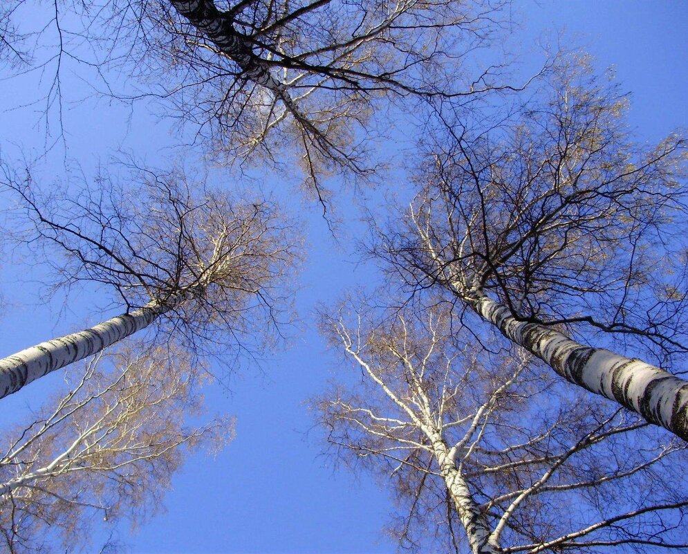 Кроны деревьев - Иван Семин