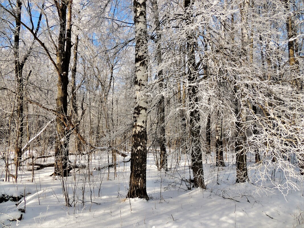 В зимнем лесу - Вячеслав Маслов