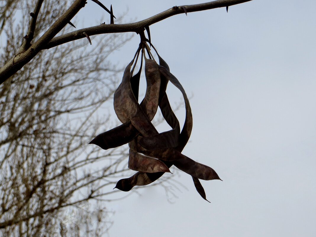 Плоды гледичии висят на дереве почти всю зиму, раскачиваясь на ветру - Татьяна Смоляниченко