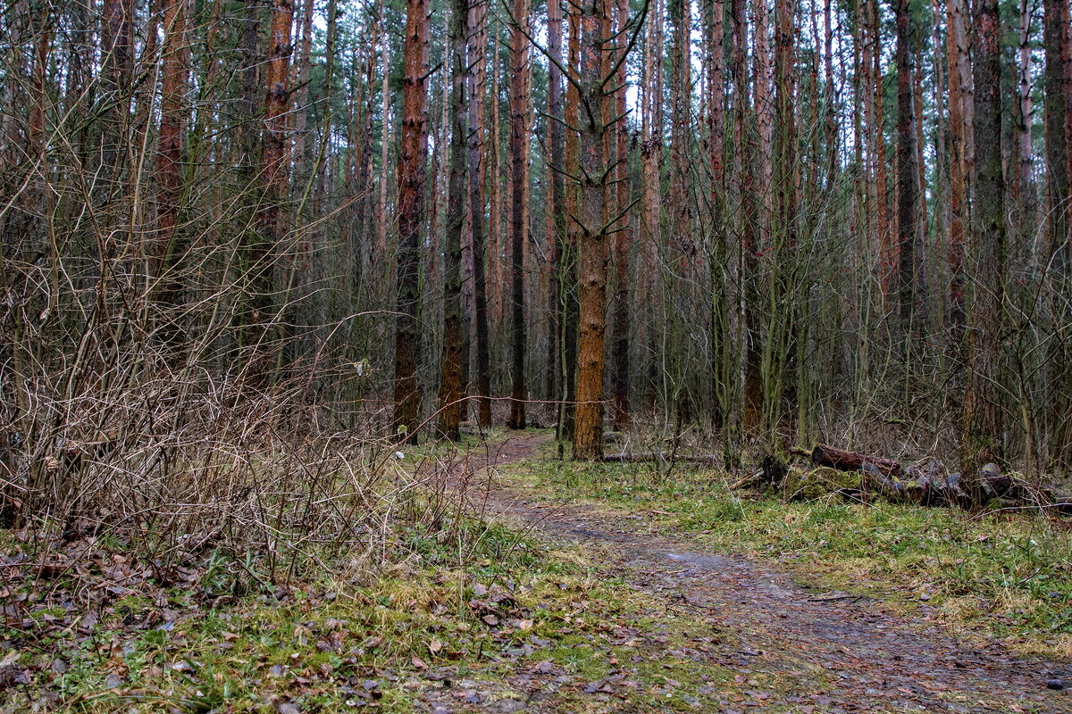 Декабрьские тропинки. - Анатолий. Chesnavik.