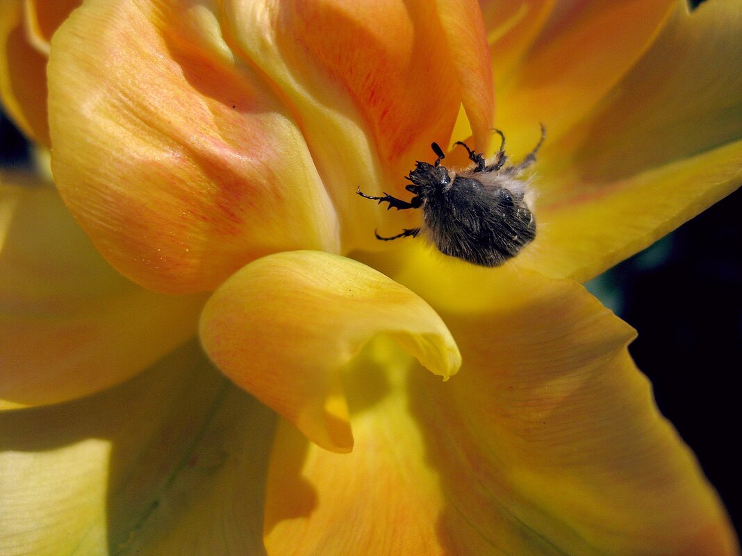 Молодой мохнатый жук оленка на тюльпане в апреле... - Лидия Бараблина