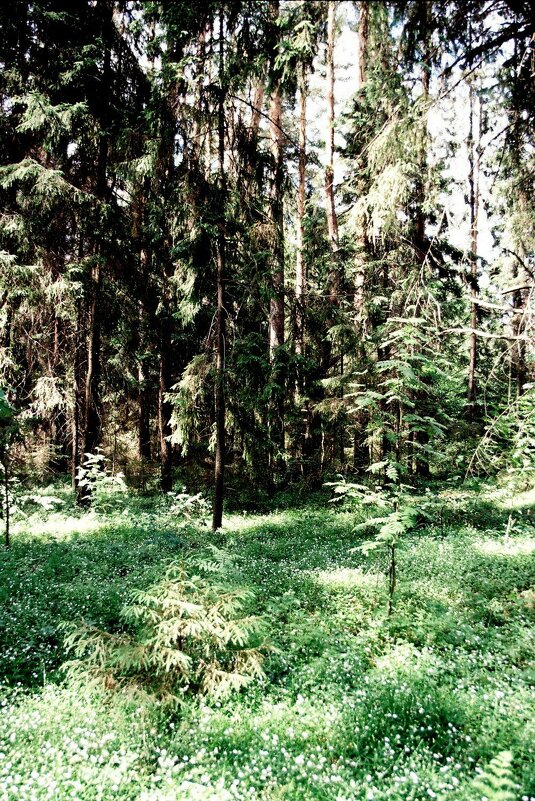 Сказочный лес - Ксюша Иванова