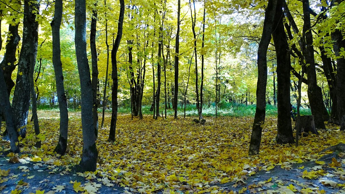 Осенний парк - Милешкин Владимир Алексеевич 