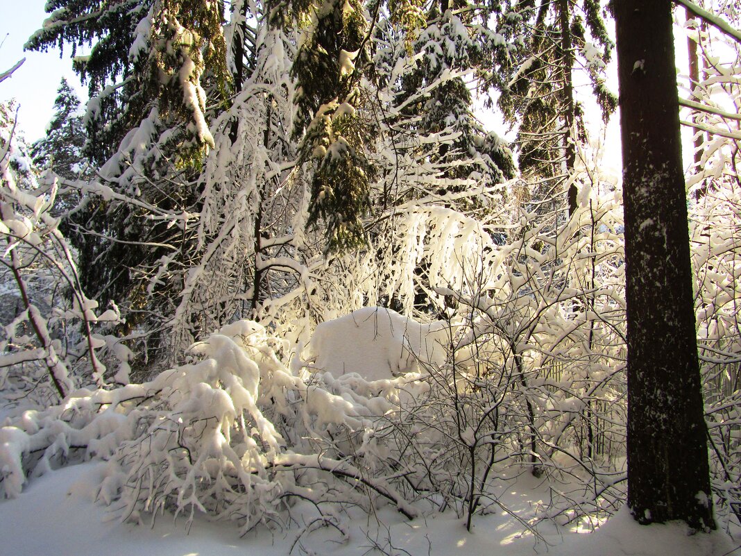 Кустарник под снегом - Андрей Снегерёв