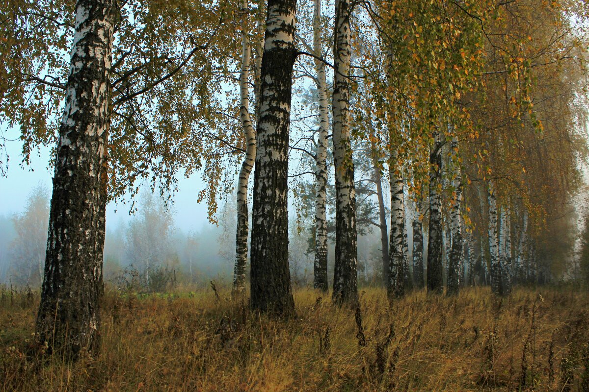 Туман в роще. - Сергей 