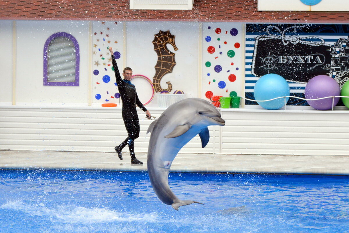 Черноморские дельфины-афалины - Николай 