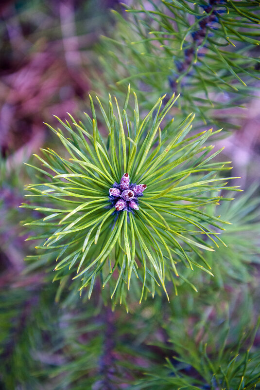 Pinus - Kliwo 