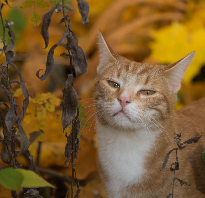Осенний кот - Анна Углова (Рыбакова)