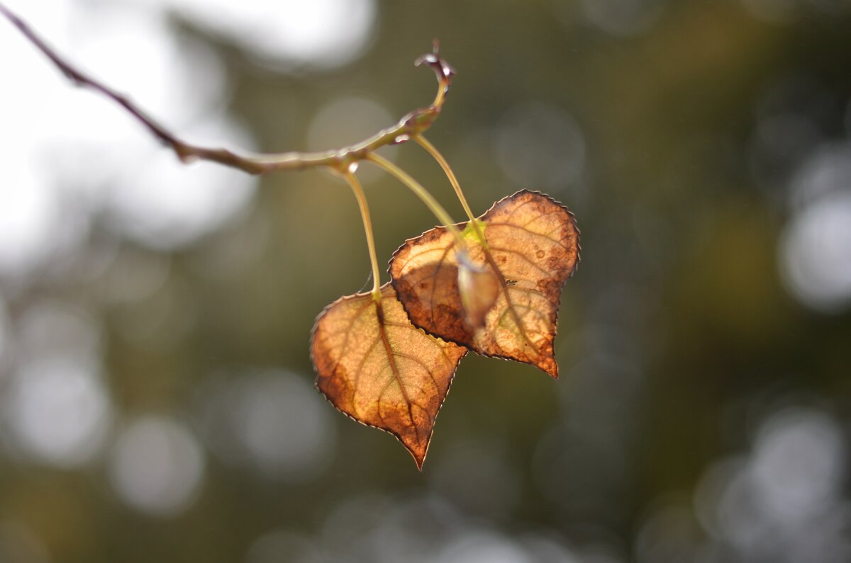 Осенние листья-сердечки - Александр Довгий