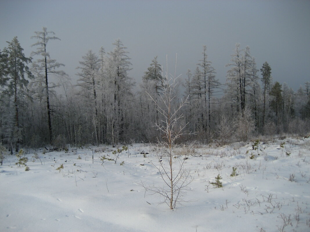Зимний лес - Anna Ivanova