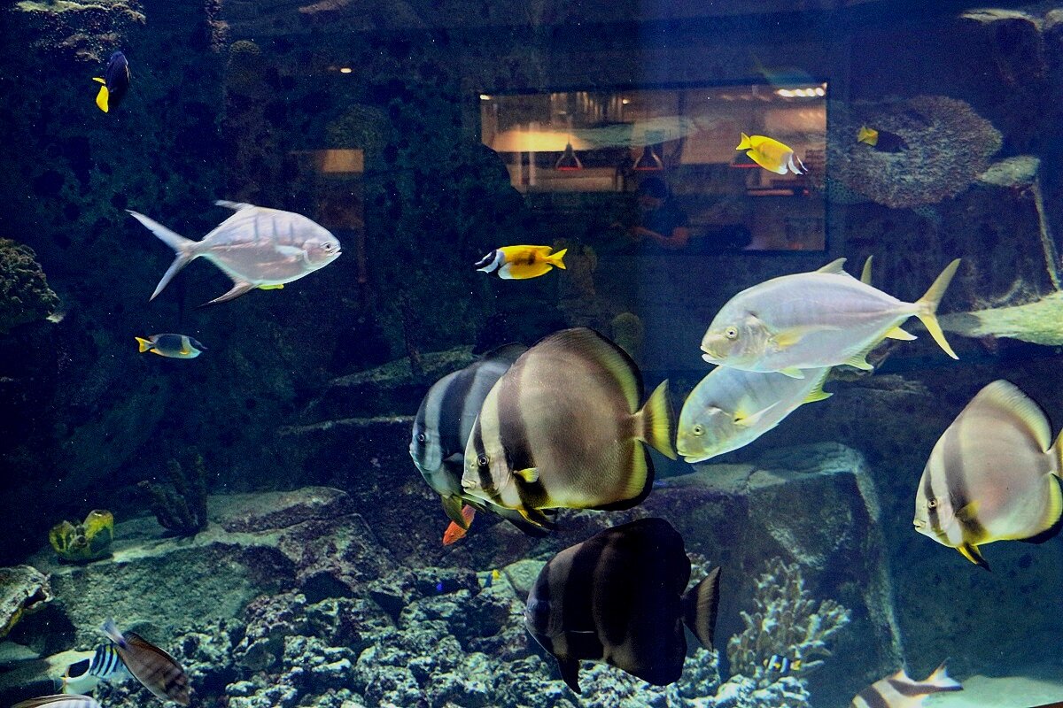 Панорамный аквариум в Мегакомплексе «ГРИНН» объемом в 120 000 литров. Обитает 12 видов рыб - Надежд@ Шавенкова