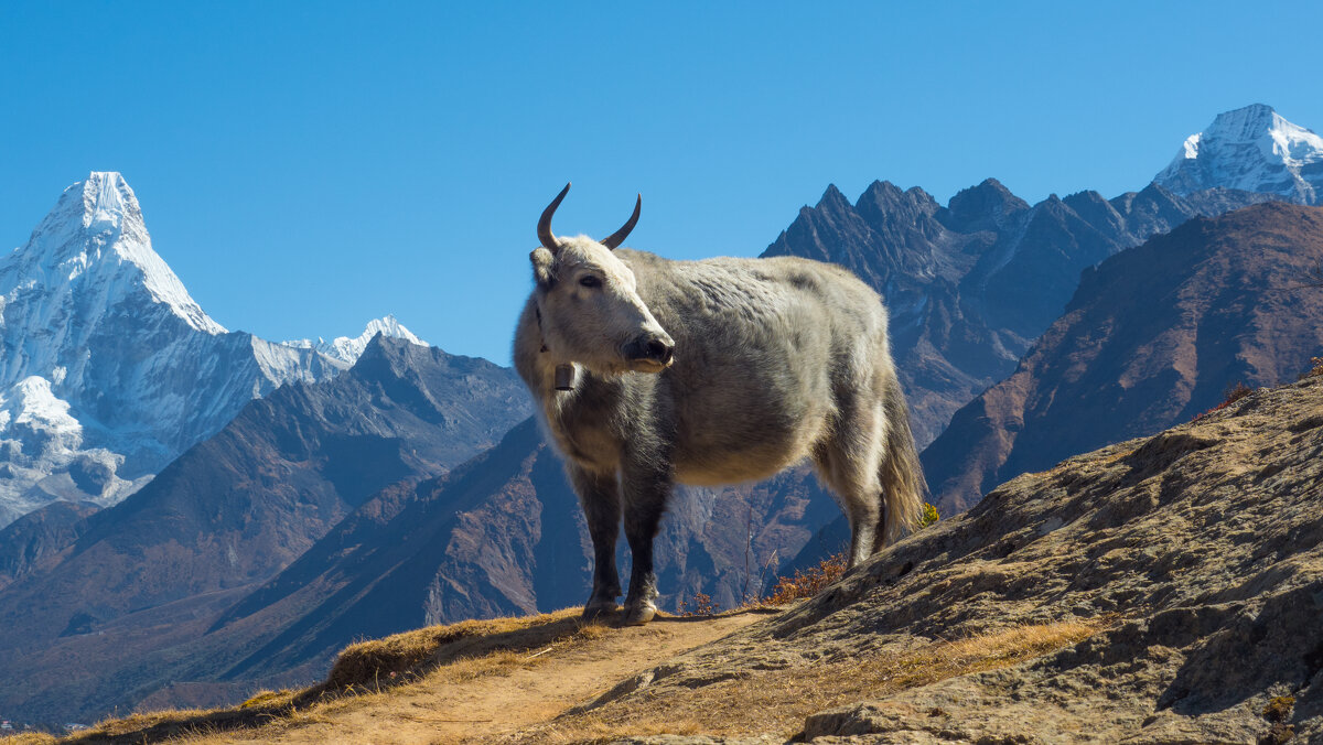 Гималайская корова - Виталий Жиров 