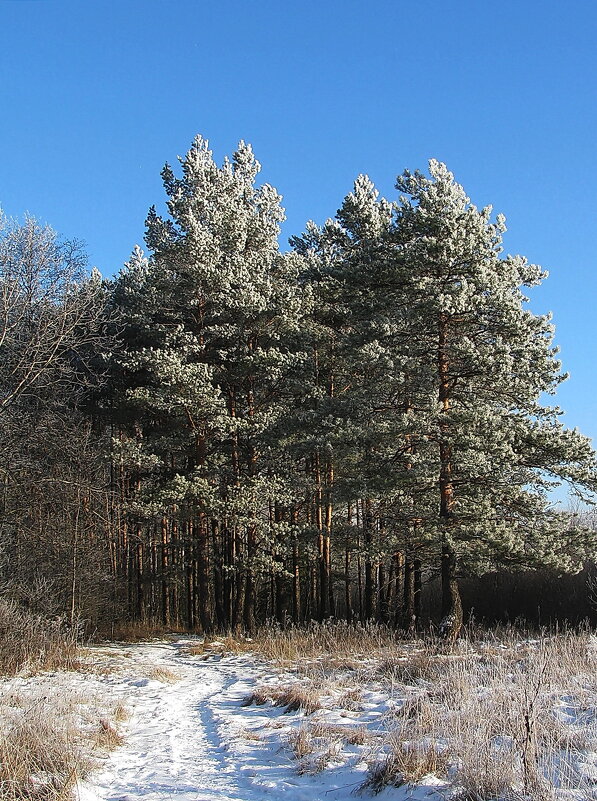 Зимой в лесу - Людмила Смородинская