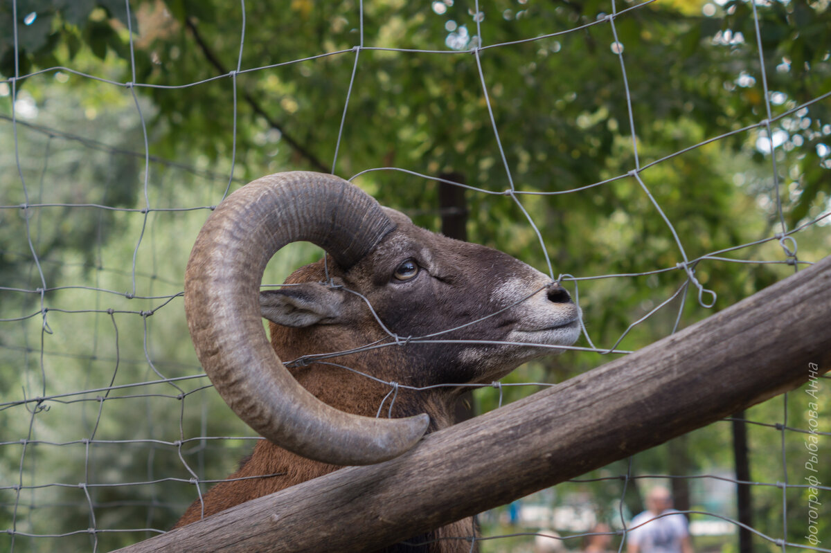 Зоопарк в Будапеште - Анна Углова (Рыбакова)
