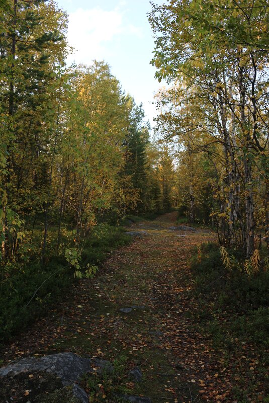 Прогулки по лесу - Ольга 