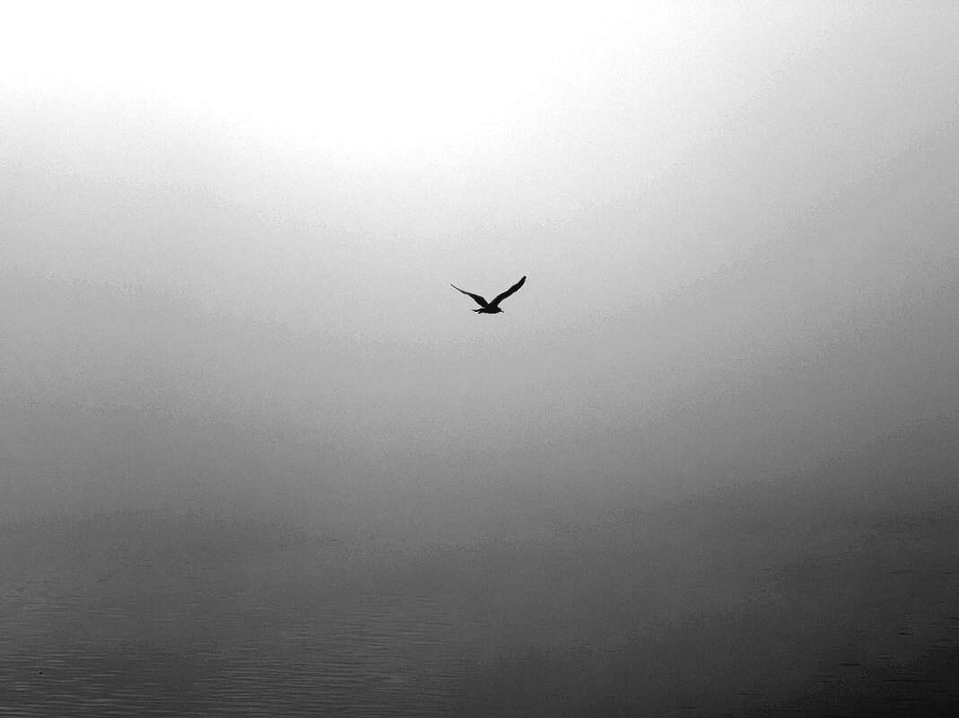 Одинокая чайка - Валерий Иванович
