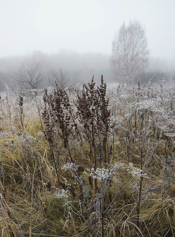 Туманное утро в долине Протвы - Сергей Курников