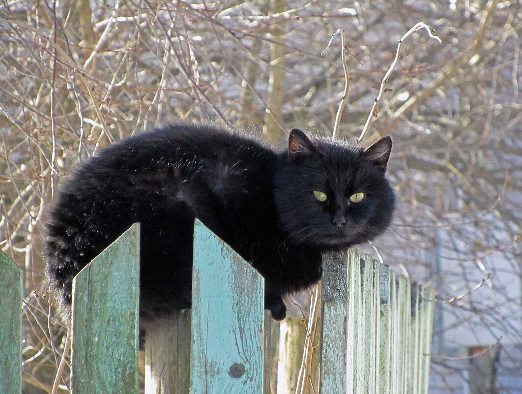 На заборе сидел кот - Нина Синица