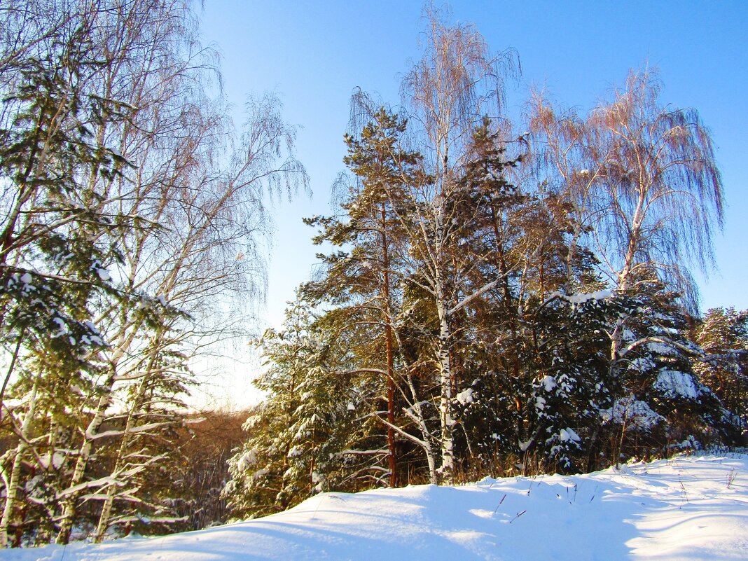Зимняя природа - Андрей Снегерёв