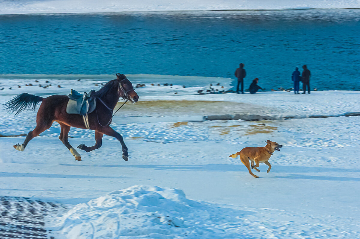 Пёс и конь - Игорь Герман