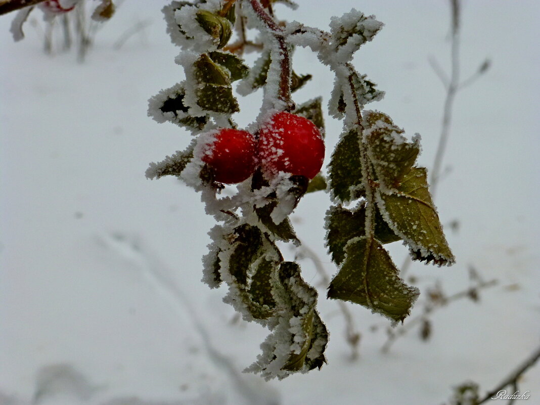 Зимние ягодки - Raduzka (Надежда Веркина)