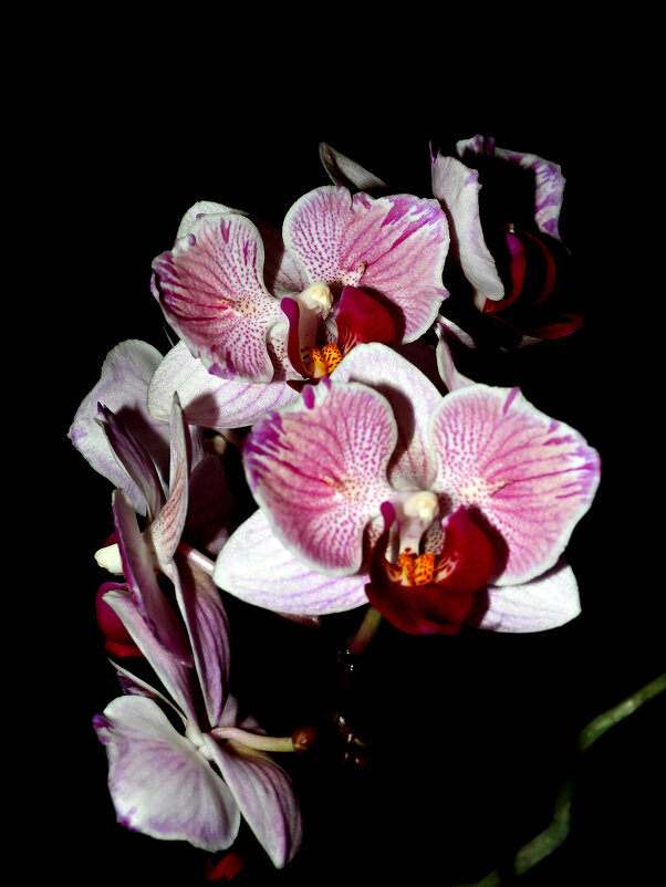 Орхидеи - Павел Fotoflash911 Никулочкин