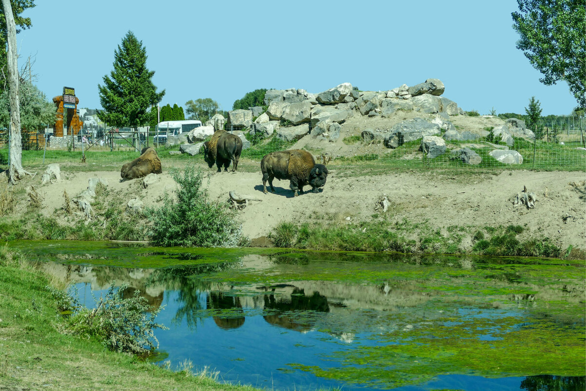 Бизоны в парке Yellowstone, штат Айдохо - Юрий Поляков