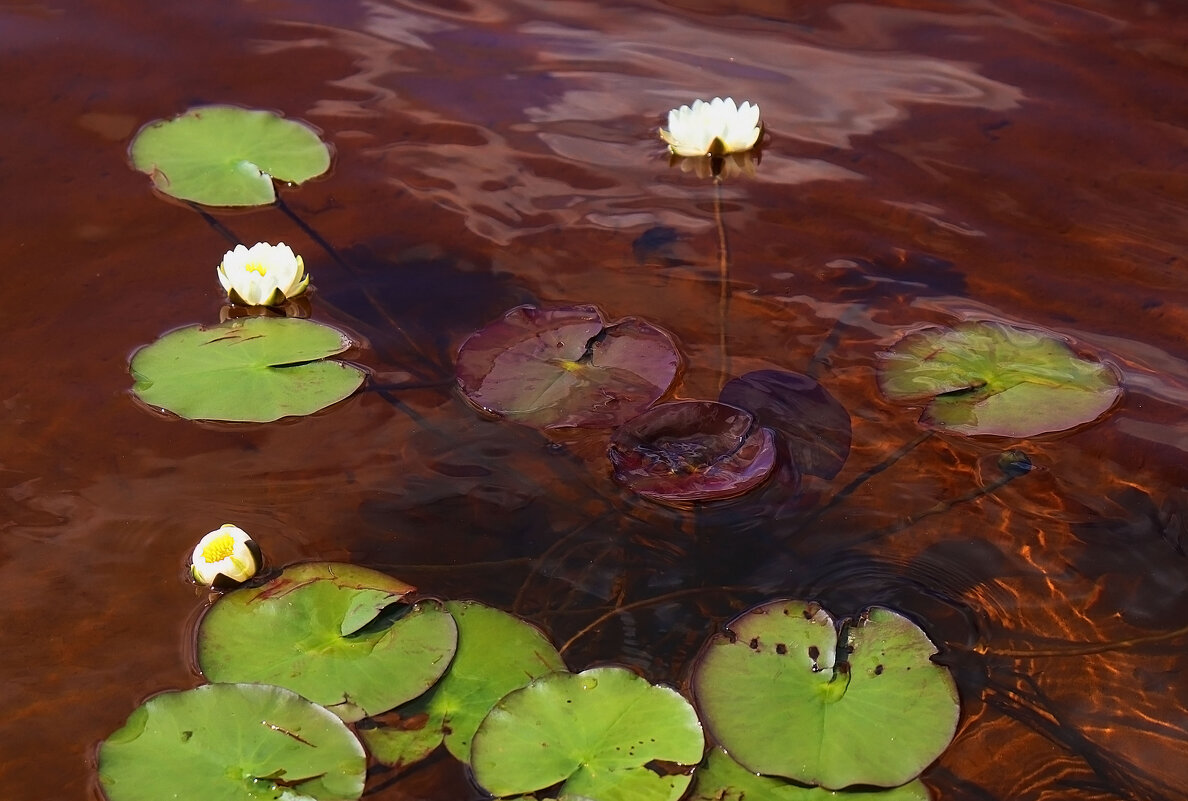 Водные цветы - Екатерина Тишинина 