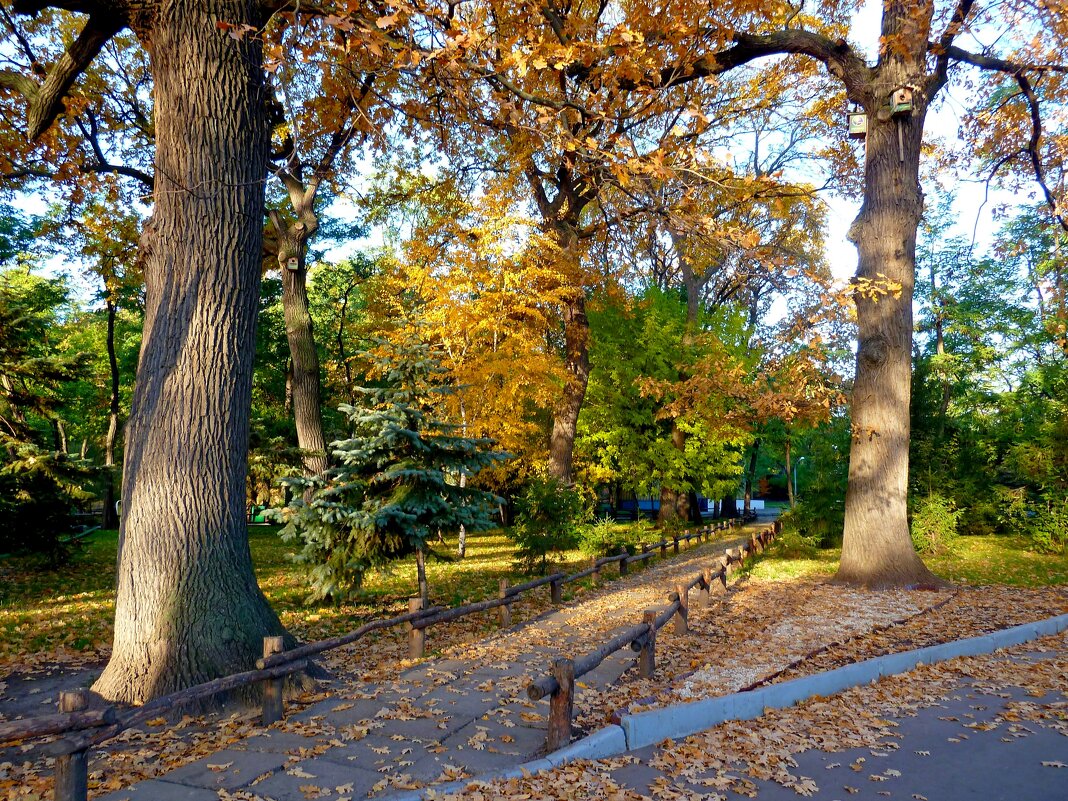 Старые осенние дубы в парке, освещенные утренним солнцем... - Лидия Бараблина