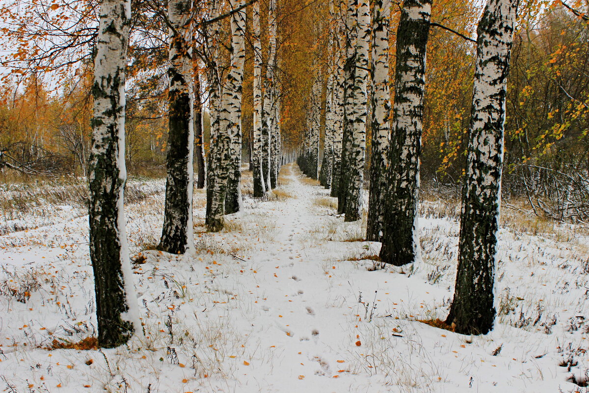 Первый снег. - Сергей 