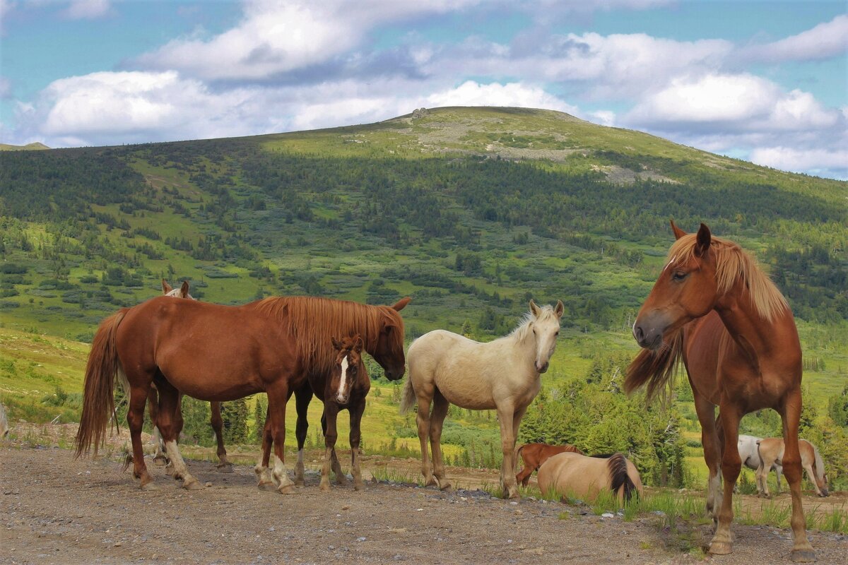 Лошади в горах - Сергей Чиняев 